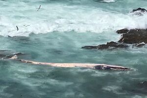 Baleia morta dá à costa em praia de Sines