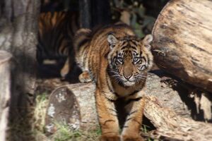 Tigres do jardim zoológico de Topeka