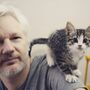 Gato de Julian Assange foi retirado da embaixada 