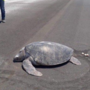 Tartaruga põe ovos em pista de aeroporto onde antes era uma praia