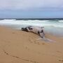 Baleia morta dá à costa na praia das Areias Brancas em Vila Nova de Santo André