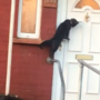 Gato usa aldraba para bater à porta 