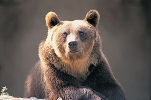 Não há sinal do urso pardo encontrado em Portugal