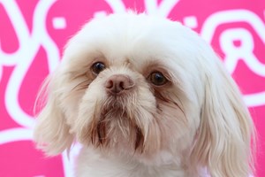 Cão saudável eutanasiado para ser enterrado com a dona