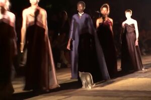 WEB EXTRA_ Cat Walks Runway (1).mp4