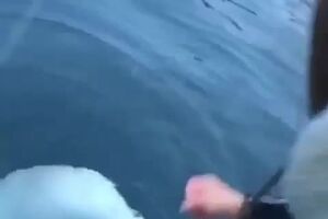 59742687_388162025113912_6482379390935105536_n.mp4