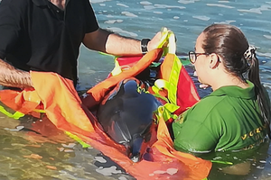 Dois golfinhos e orca salvos na ria e no mar no Algarve