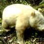 Panda albino gigante fotografado pela primeira vez 