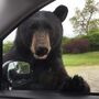 Mulher apanha susto quando urso gigante tenta entrar no carro 