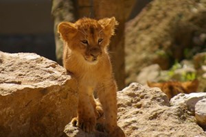 Há três novos leõezinhos no Jardim Zoológico de Lisboa