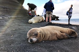 Ir às Galápagos é mais fácil e barato do que nunca...
