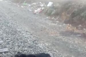 getfvid_10000000_368136927233679_8141502955331285051_n.mp4
