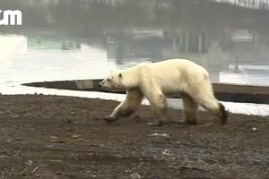 CofinaEditor_2019-06-19_11_22_06Urso2.mp4