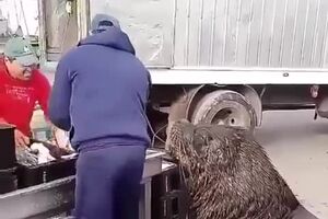 getfvid_64526719_145037216617027_6999591904049145043_n.mp4