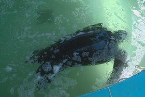 Infeção ameaça tartaruga gigante no Zoomarine