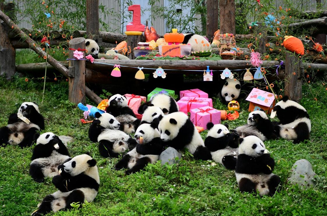 pandas 