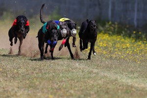 Criadores de galgos vão processar PAN e SOS Animal