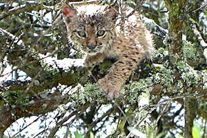População de lince ibérico supera os mil exemplares pela primeira vez em 20 anos
