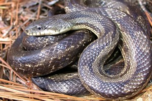 Homem mata à dentada a cobra que o mordeu