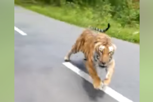 A Tiger is seen chasing a bike in Muthanga Wildlife Safari in Wayanad in Kera.mp4