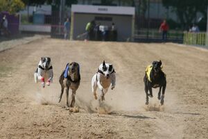 corridas galgos 