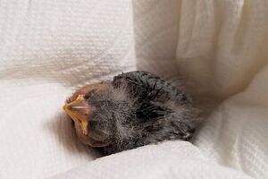 Pássaro vai de Uber ao veterinário