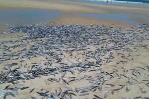 Milhares de peixes mortos na praia da Fonte da Telha