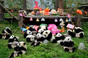 pandas 
