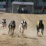 Corridas de galgos chegam ao Parlamento