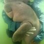 Uma dugonga bebé tornou-se a nova mascote da Tailândia