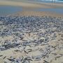 Banhistas surpreendidos por milhares de peixes mortos na praia da Fonte da Telha