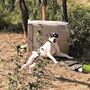 Cão reencontra donos nove meses após roubo em Sintra