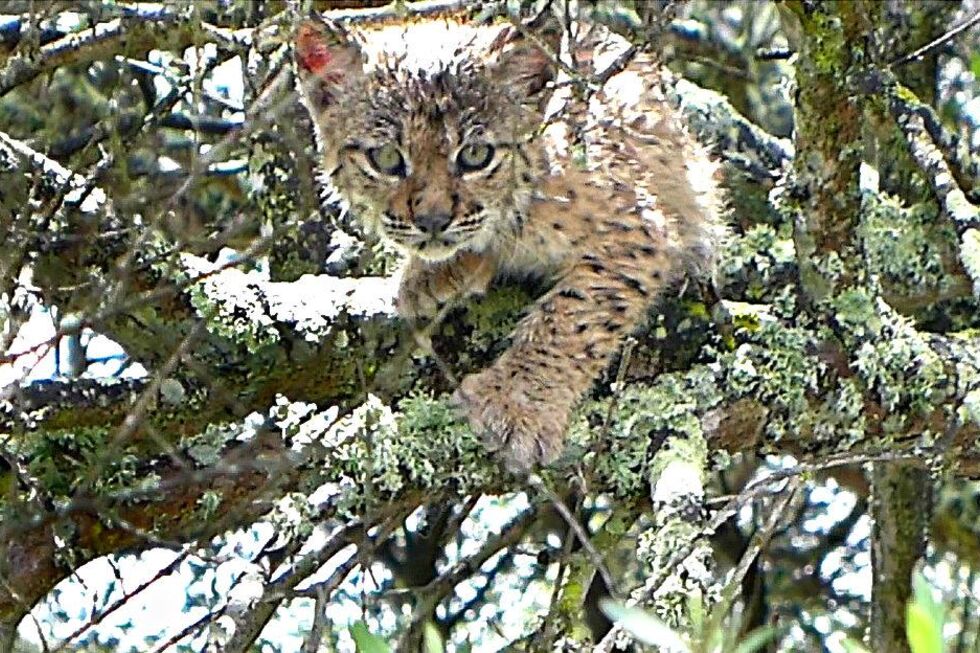cria lince ibérico
