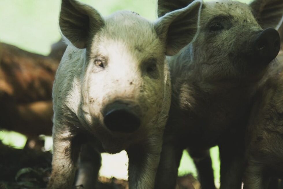 Peste suína africana em Espanha com possível origem em laboratório
