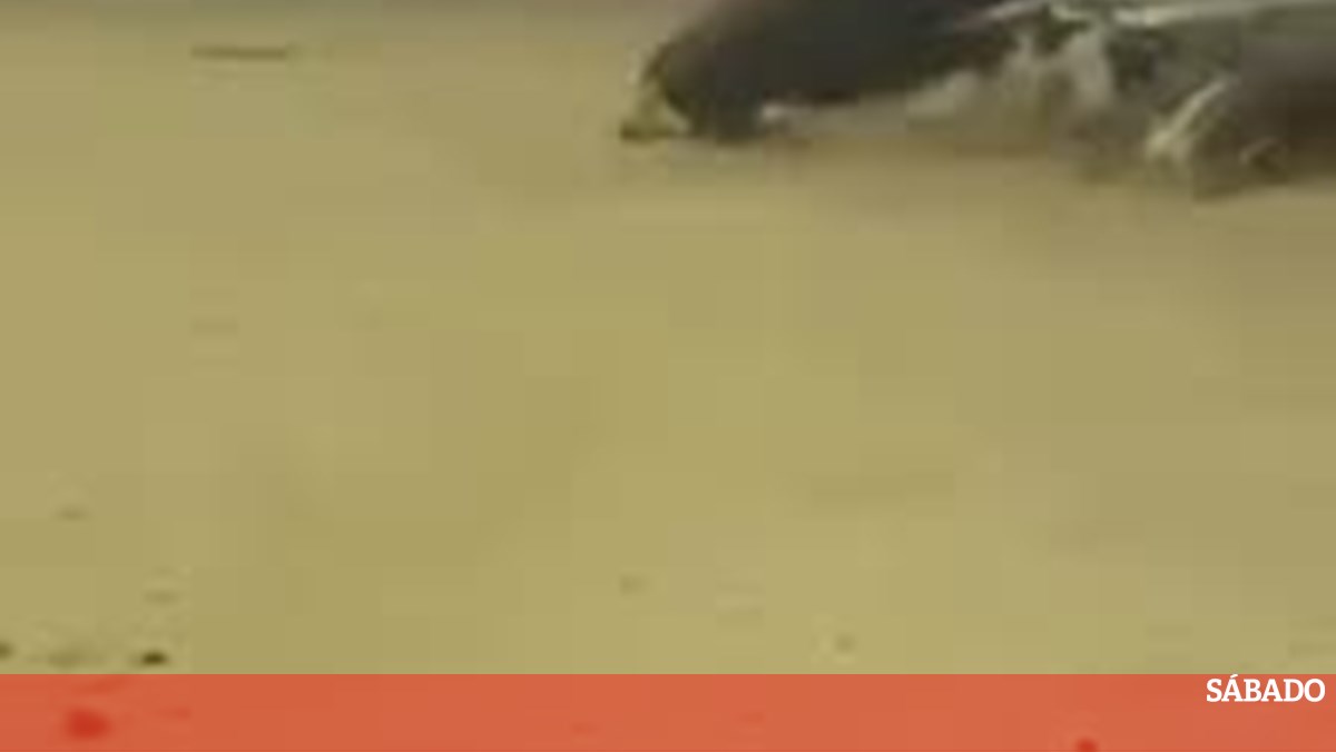 Morte de touro com forcão motiva denúncia da Associação ANIMAL, Touradas