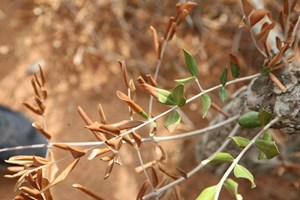 Bactéria Xylella fastidiosa com 32 focos em Gaia mas autoridades garantem estar atentas