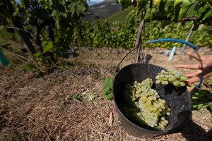 Douro inicia vindimas e estima aumento de produção de 30%