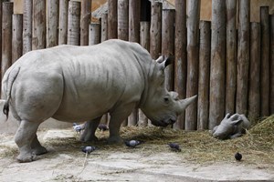 Cientistas fertilizam óvulos de rinocerontes em vias de extinção 
