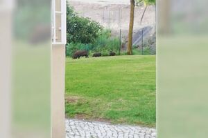 Javalis avistados à porta de Lisboa