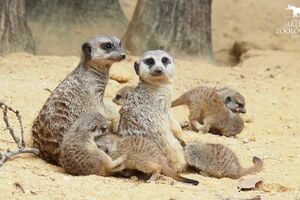 y2mate.com - jardim_zoologico_crias_de_suricata_kAMKSwoR-Ws_1080p.mp4