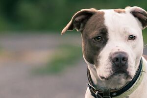 Cão da raça Pitbull - imagem representativa