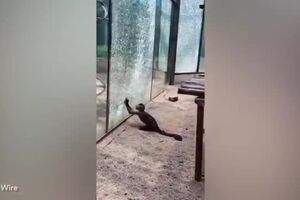 y2mate.com - monkey_sharpens_rock_before_smashing_zoo_window_in_escape_bid_teSJ9NYIVyc_360p.mp4