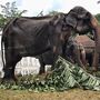 Elefante esquelético forçado a trabalhar no Sri Lanka 