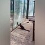 Macaco utiliza pedra para partir vidro de jardim zoológico da China