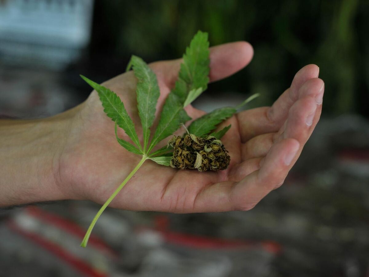 Os agricultores que "guardaram" 100 kg de erva