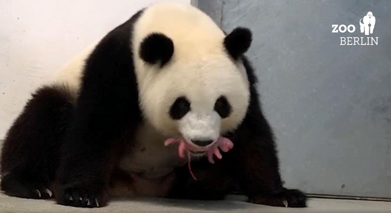 Zoo de Berlim celebra nascimento de dois ursos pandas 