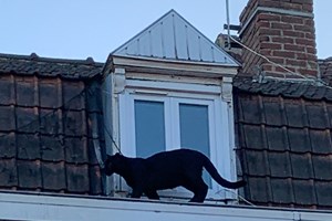 “Está uma pantera no telhado”: o susto em cidade francesa