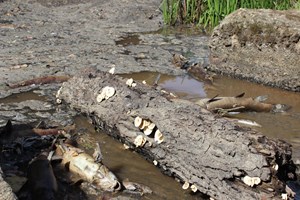 Centenas de peixes mortos retirados rio de Mirandela