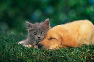 Animais de estimação também precisam de vacina da Covid-19?