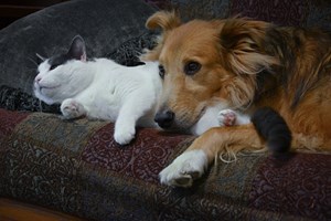 Criminalizar os maus-tratos a animais. Petição chega ao Parlamento